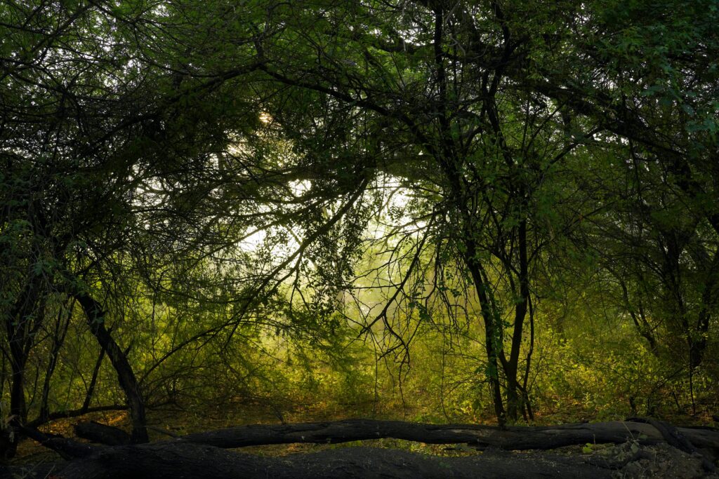 Beautiful forest scene with sunlit foliage, creating a tranquil autumn ambiance.